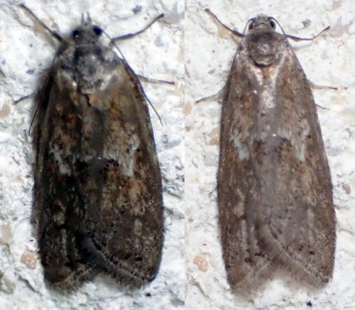 Réf. 298 648 : Tortricodes alternella